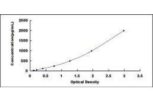 ELISA image for HtrA Serine Peptidase 1 (HTRA1) ELISA Kit (ABIN572376)