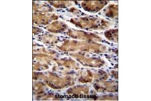 ATG16L2 Antibody (Center ) (ABIN655641 and ABIN2845118) immunohistochemistry analysis in formalin fixed and paraffin embedded human stomach tissue followed by peroxidase conjugation of the secondary antibody and DAB staining. (ATG16L2 抗体  (AA 277-304))