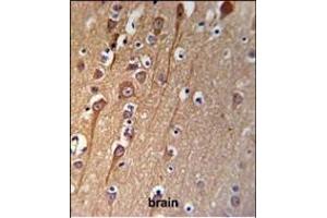 C Antibody (C-term) (ABIN653956 and ABIN2843176) IHC analysis in formalin fixed and paraffin embedded brain tissue followed by peroxidase conjugation of the secondary antibody and DAB staining. (C9ORF91 抗体  (C-Term))