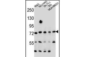 SEC14L5 Antibody (Center) (ABIN655563 and ABIN2845065) western blot analysis in K562,NCI-,ZR-75-1,293,MDA-M cell line lysates (35 μg/lane). (SEC14L5 抗体  (AA 448-477))