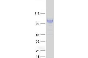 Validation with Western Blot (LILRB2 Protein (Transcript Variant 2) (Myc-DYKDDDDK Tag))