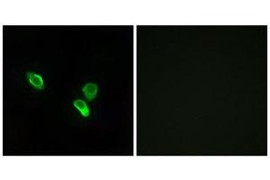 Immunofluorescence (IF) image for anti-Mitochondrial Ribosomal Protein S18C (MRPS18C) (Internal Region) antibody (ABIN1850530) (MRPS18C 抗体  (Internal Region))