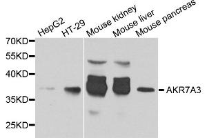 Western blot analysis of extracts of various cell lines, using AKR7A3 antibody. (AKR7A3 抗体)