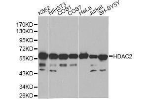 Western blot analysis of extracts of various cell lines, using HDAC2 antibody (ABIN5971110) at 1/1000 dilution. (HDAC2 抗体)