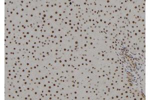ABIN6279378 at 1/100 staining Rat liver tissue by IHC-P. (POLR2H 抗体  (Internal Region))