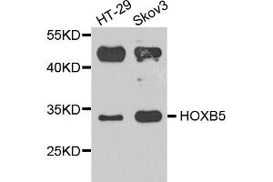 Western blot analysis of extracts of various cell lines, using HOXB5 antibody. (HOXB5 抗体)