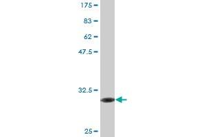 Western Blot detection against Immunogen (30. (FPR2 抗体  (AA 163-205))