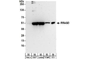 Western Blotting (WB) image for anti-Ras-Related GTP Binding D (RRAGD) (AA 1-50) antibody (ABIN7450695)