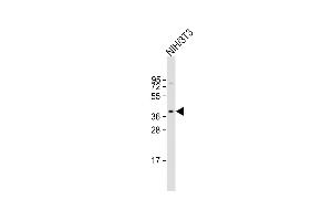 Anti-AGTR1 Antibody (Center) at 1:2000 dilution + NIH/3T3 whole cell lysate Lysates/proteins at 20 μg per lane. (Angiotensin II Type-1 Receptor 抗体  (AA 211-240))