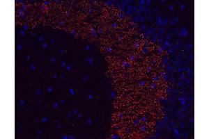 Indirect immunostaining of PFA fixed paraffin embedded mouse hippocampus section (dilution 1 : 500; red). (Synaptoporin 抗体  (AA 250-265))