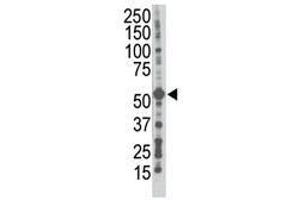 Image no. 1 for anti-Gap Junction Protein, gamma 1, 45kDa (GJC1) (N-Term) antibody (ABIN357097) (GJC1 抗体  (N-Term))