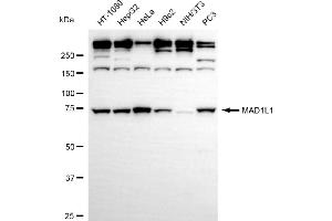 Western blotting analysis using MAD1L1 antibody (ABIN7799316). (Recombinant MAD1L1 抗体)