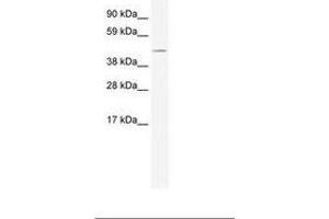 Image no. 1 for anti-TAF7-Like RNA Polymerase II, TATA Box Binding Protein (TBP)-Associated Factor, 50kDa (TAF7L) (AA 357-406) antibody (ABIN202381)