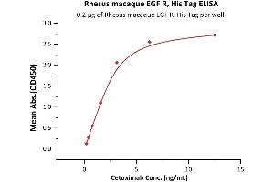 Immobilized Rhesus macaque EGF R, His Tag (ABIN2870844,ABIN2870845) at 2 μg/mL (100 μL/well) can bind Cetuximab with a linear range of 0. (EGFR Protein (AA 25-645) (His tag))