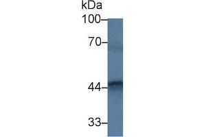 Detection of FKBPL in Mouse Testis lysate using Polyclonal Antibody to FK506 Binding Protein Like Protein (FKBPL) (FKBPL 抗体  (AA 1-349))