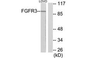 Western blot analysis of extracts from LOVO cells, using FGFR3 Antibody. (FGFR3 抗体  (AA 131-180))