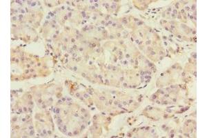 Immunohistochemistry of paraffin-embedded human pancreatic tissue using ABIN7172973 at dilution of 1:100 (TMED1 抗体  (AA 24-194))