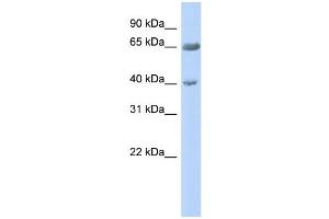 WB Suggested Anti-ZNF234 Antibody Titration:  0. (ZNF234 抗体  (Middle Region))