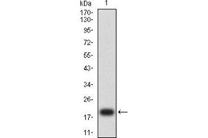 Western blot analysis using FLI1 mAb against human FLI1 (AA: 303-452) recombinant protein. (FLI1 抗体  (AA 303-452))