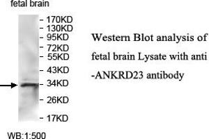 Image no. 1 for anti-Ankyrin Repeat Domain 23 (Ankrd23) antibody (ABIN1574703) (ANKRD23 抗体)