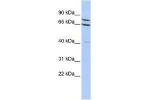 WB Suggested Anti-ZNF471 Antibody Titration:  0. (ZNF471 抗体  (N-Term))