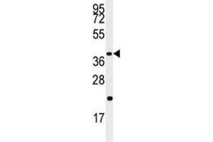 Western blot analysis of Caspase-9 antibody and Jurkat lysate (Caspase 9 抗体  (Ser196))