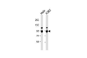 All lanes : Anti-ILF3 Antibody at 1:1000 dilution Lane 1: Hela whole cell lysates Lane 2: K562 whole cell lysates Lysates/proteins at 20 μg per lane. (Interleukin enhancer-binding factor 3 (ILF3) 抗体)
