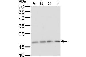WB Image RPS15 antibody detects RPS15 protein by Western blot analysis. (RPS15 抗体)