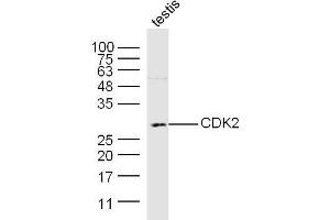 Mouse testis lysates probed with CDK2 Polyclonal Antibody, Unconjugated  at 1:300 dilution and 4˚C overnight incubation. (CDK2 抗体  (AA 201-298))