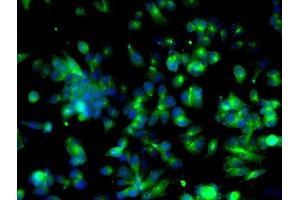 Immunofluorescence (Cultured Cells) (IF (cc)) image for anti-Cyclin B1 (CCNB1) (AA 271-433) antibody (ABIN670296)