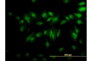 Immunofluorescence (IF) image for anti-CLK3 (CLK3) (AA 36-136) antibody (ABIN560409)