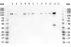 Western Blot of Rabbit anti-HDAC5 antibody. (HDAC5 抗体  (Internal Region))