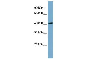 TSSK2 antibody used at 1 ug/ml to detect target protein. (TSSK2 抗体  (Middle Region))