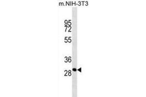 Western Blotting (WB) image for anti-THAP Domain Containing 11 (THAP11) antibody (ABIN2914323) (THAP11 抗体)