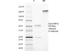 SDS-PAGE Analysis Purified CD90 Mouse Monoclonal antibody (AF-9). (CD90 抗体)