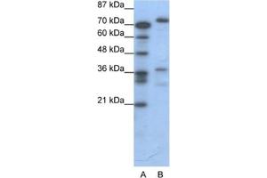 Western Blotting (WB) image for anti-CAMP Responsive Element Binding Protein 3 (CREB3) antibody (ABIN2460566) (CREB3 抗体)