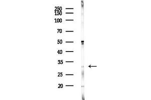 anti-Four and A Half LIM Domains 2 (FHL2) (Internal Region) antibody