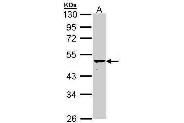 Keratin 34 antibody