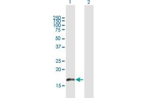Western Blot analysis of BUD31 expression in transfected 293T cell line by BUD31 MaxPab polyclonal antibody. (BUD31 抗体  (AA 1-144))