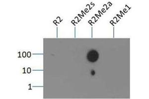 Dot Blot of Rabbit Histone H3 [Asym-dimethyl Arg2] Antibody. (Histone 3 抗体  (H3R2me2a))
