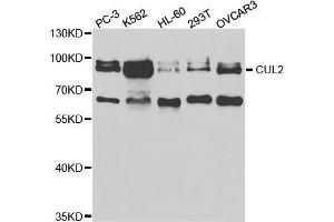Western blot analysis of extracts of various cell lines, using CUL2 antibody (ABIN5973054) at 1/1000 dilution. (Cullin 2 抗体)