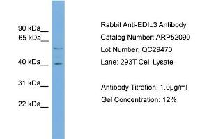 WB Suggested Anti-EDIL3  Antibody Titration: 0. (EDIL3 抗体  (N-Term))