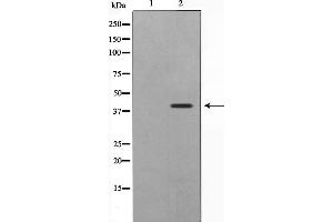 Western blot analysis on Jurkat cell lysate using ATG4B Antibody,The lane on the left is treated with the antigen-specific peptide. (ATG4B 抗体  (Internal Region))