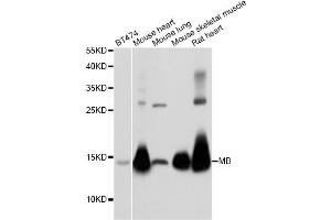Western blot analysis of extracts of various cell lines, using MB antibody (ABIN5973184) at 1/1000 dilution. (MB 抗体)