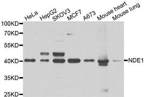 Western blot analysis of extracts of various cell lines, using NDE1 antibody. (NDE1 抗体  (AA 1-110))