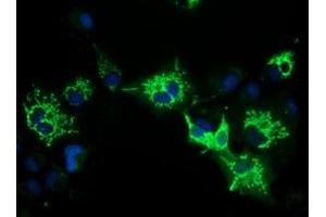 Anti-PYCR2 mouse monoclonal antibody (ABIN2453560) immunofluorescent staining of COS7 cells transiently transfected by pCMV6-ENTRY PYCR2 (RC204525). (PYCR2 抗体)