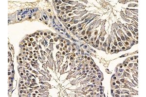 EIF6 Mouse Monoclonal Antibody at 1/100 staining rat testis tissue by IHC-P. (EIF6 抗体  (C-Term))