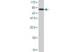 Western Blot detection against Immunogen (67. (RAGE 抗体  (AA 23-404))