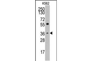 Western blot analysis of anti-THPO Pab in K562 cell line lysates (35ug/lane) (Thrombopoietin 抗体  (C-Term))