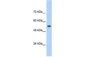 SLC13A3 antibody used at 2. (SLC13A3 抗体)